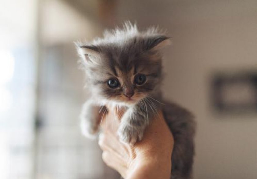 Воспитание котенка