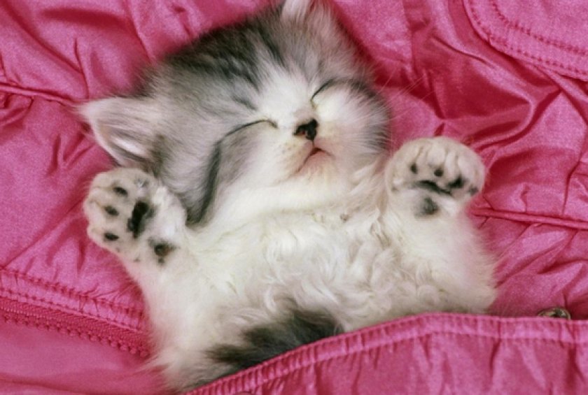 Воспитание котенка