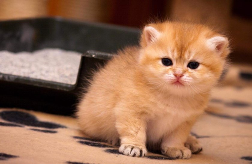 Воспитание котенка