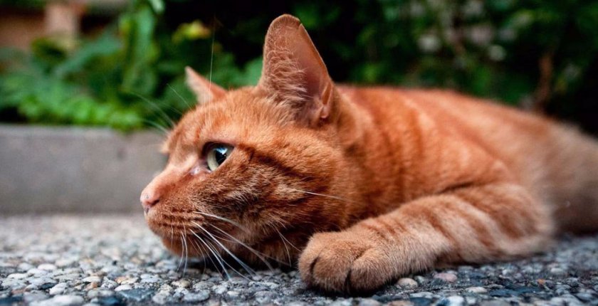 кошка кошка