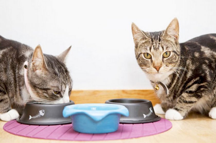 «Ренал Эдвансед» для кошки