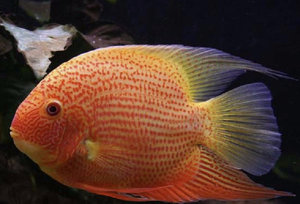 Цихлазома северум