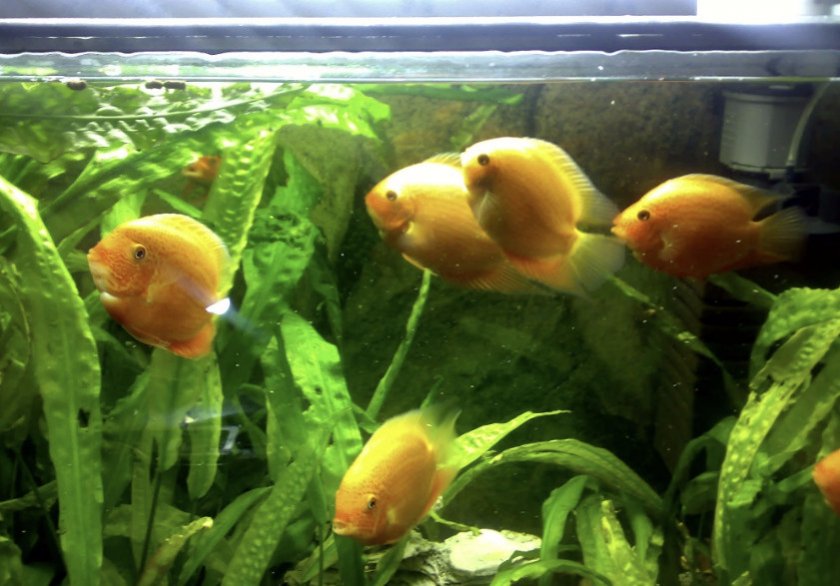 Цихлазома северум в аквариуме