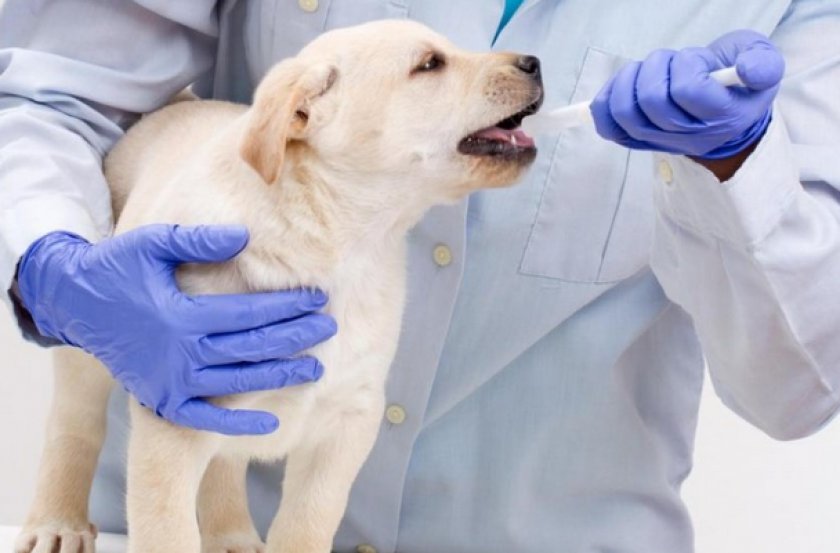 Суспензия для собаки