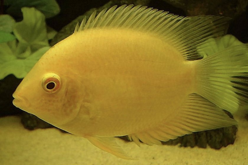 Северум золотой