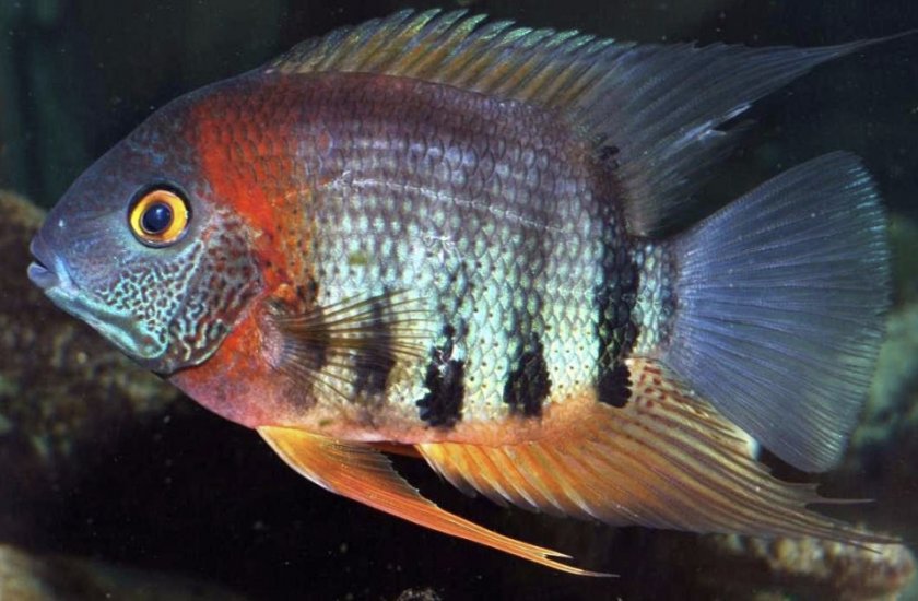 Северум красноплечий