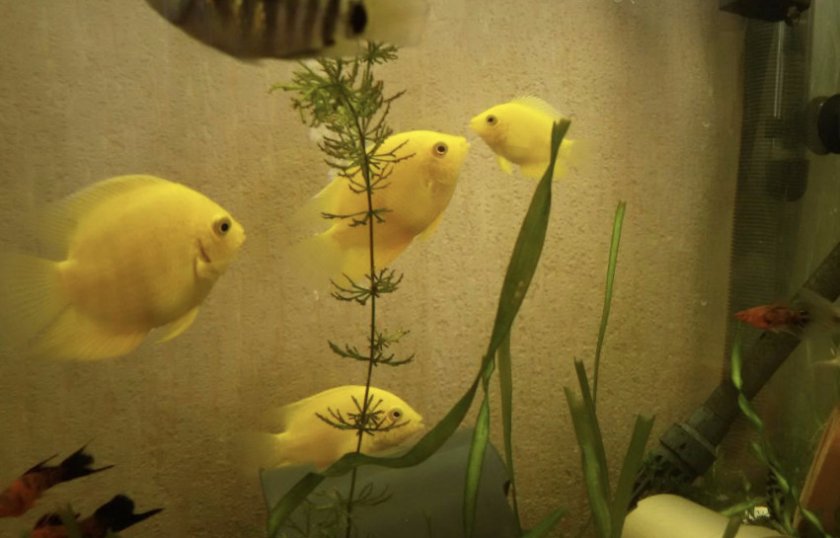 Цихлазома северум Цихлазома северум