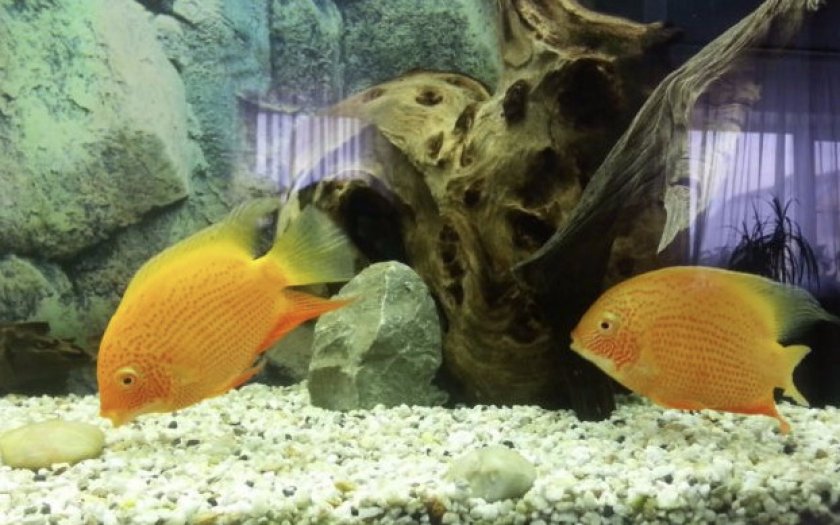 Питание северума Питание северума