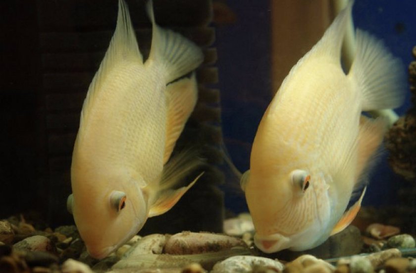 Самка(слева) и самец (справа)