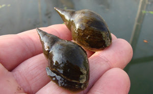 Улитка прудовик