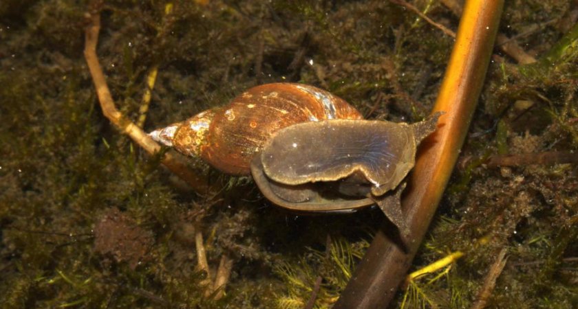 Малый или усеченный прудовик Малый или усеченный прудовик