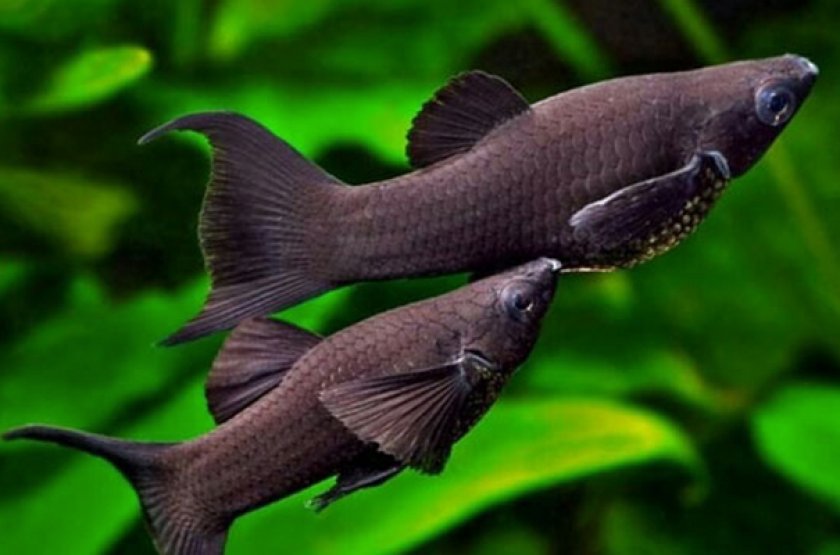 Самец и самка