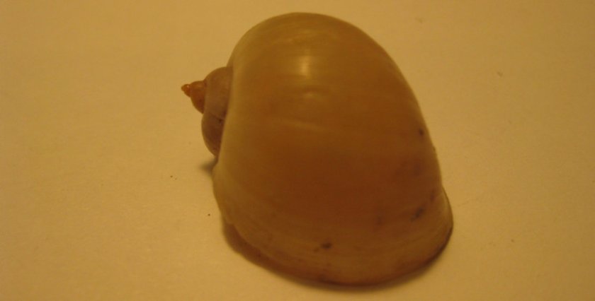 Ушковый прудовик Ушковый прудовик