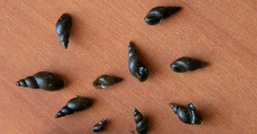 Болотный Болотный