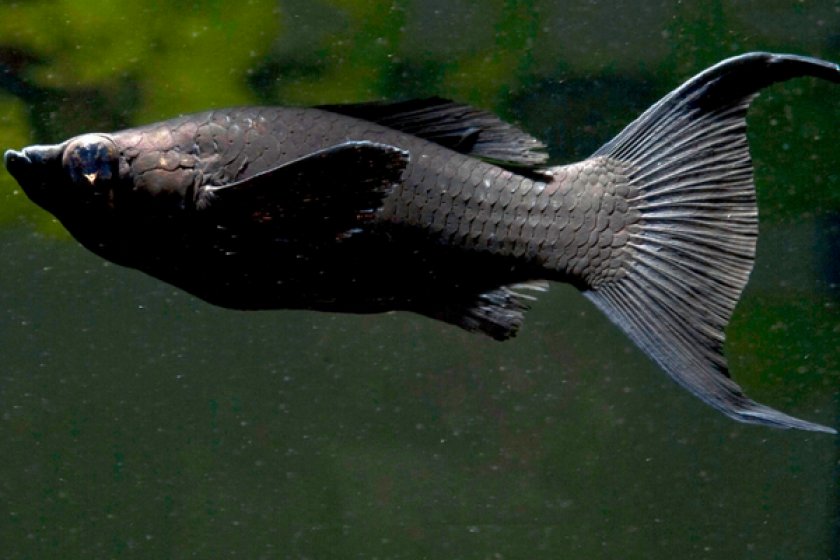 Моллинезия черная