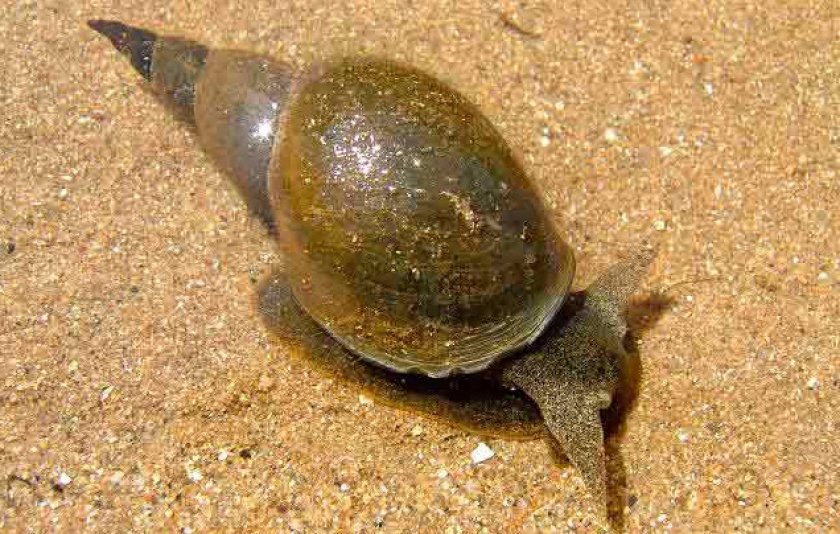 Содержание