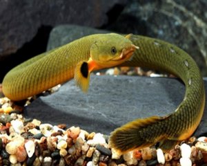 Каламоихт калабарский