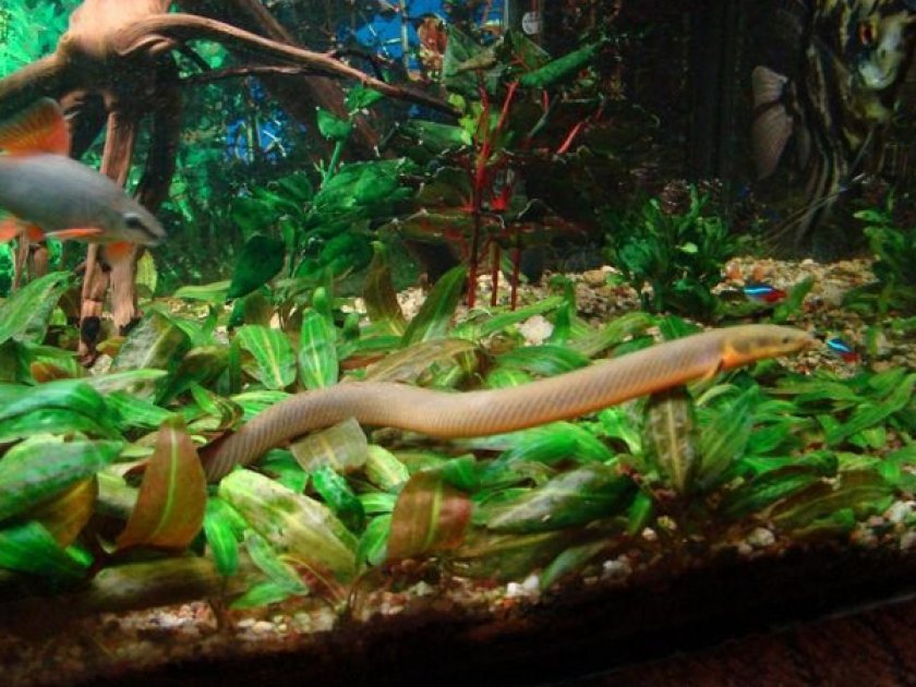 Каламоихт калабарский Каламоихт калабарский