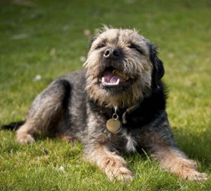 Бордер-терьер