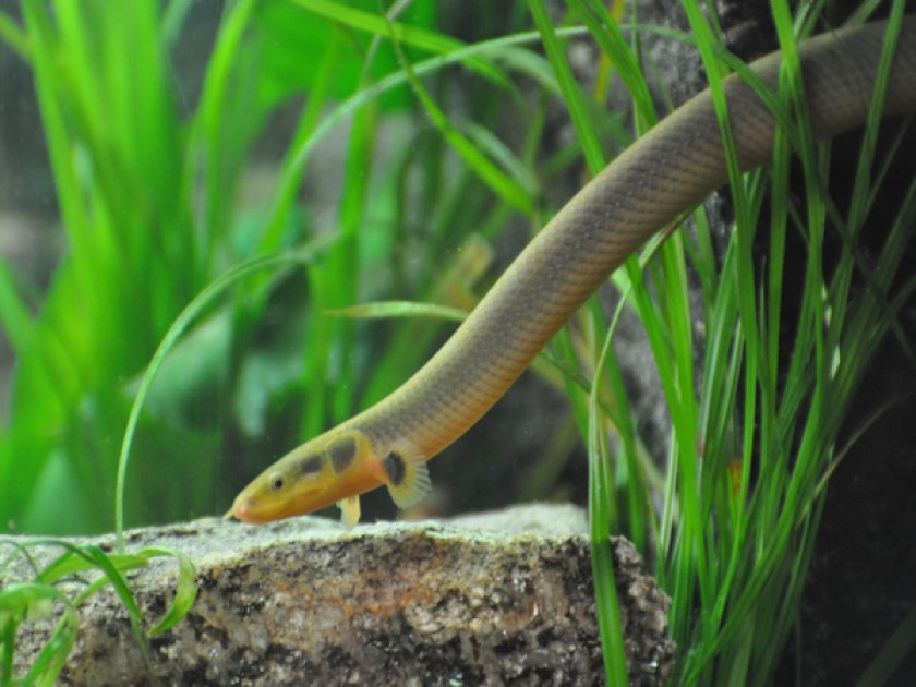 Каламоихт калабарский Каламоихт калабарский