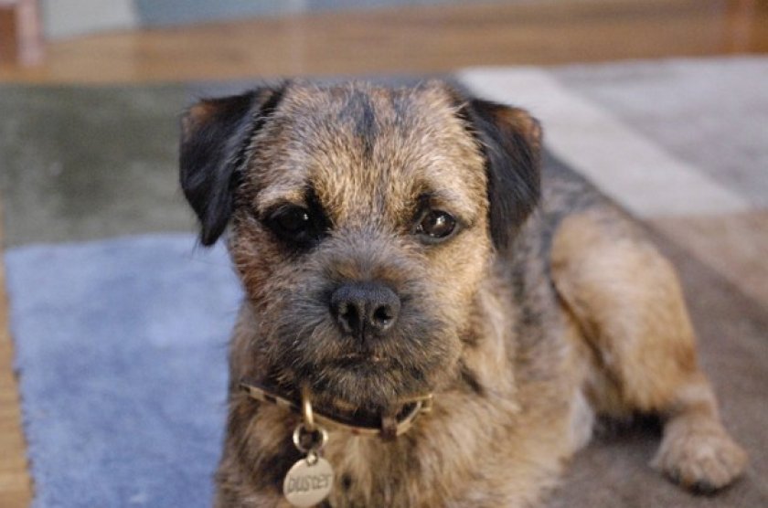 Бордер-терьер