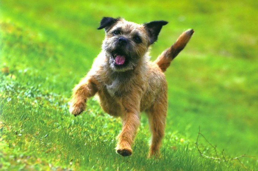 Бордер-терьер