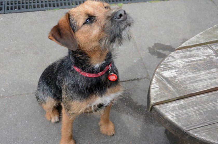 Бордер-терьер