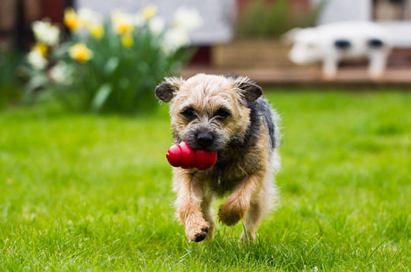 Бордер-терьер