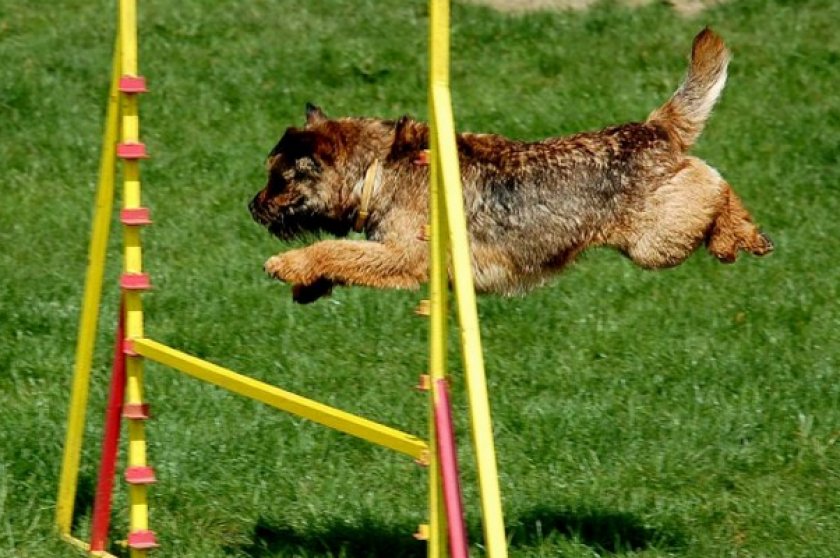 Бордер-терьер