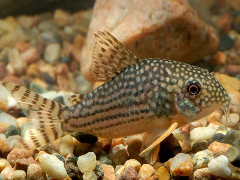Панцирный сомик