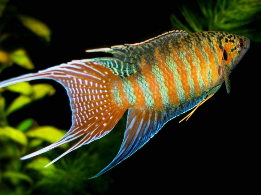 Макропод Макропод