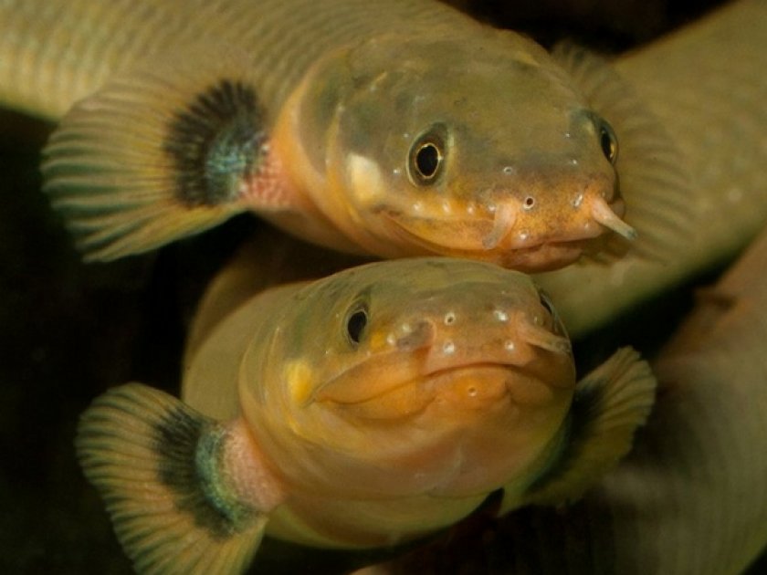 Каламоихт калабарский Каламоихт калабарский