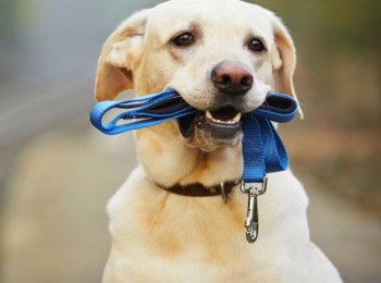 Как правильно ухаживать за питомцем на прогулке