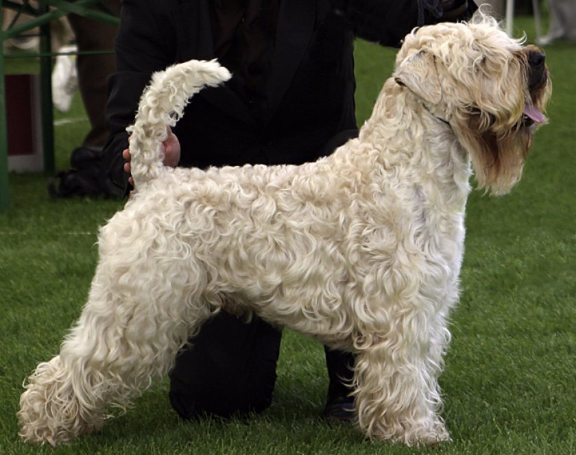 пшеничный терьер пшеничный терьер