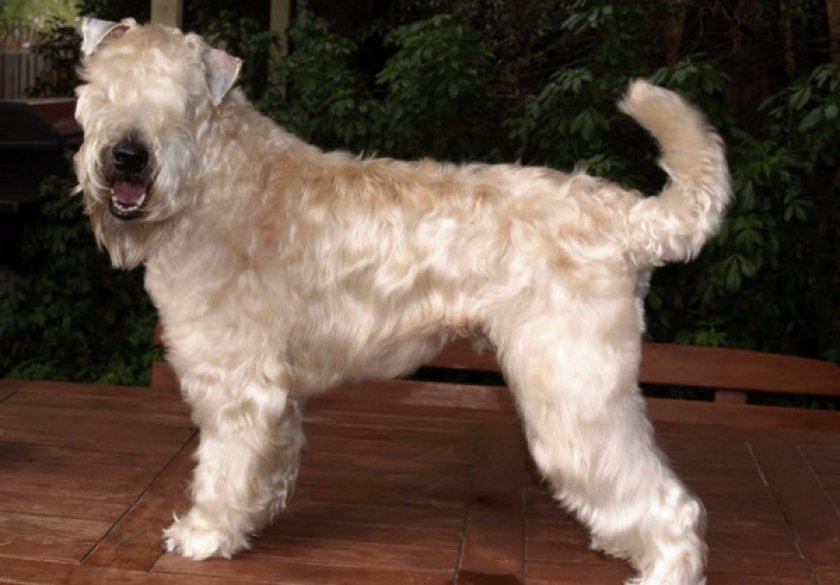 пшеничный терьер пшеничный терьер