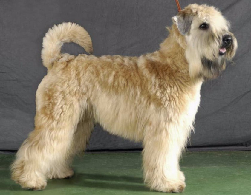 пшеничный терьер пшеничный терьер