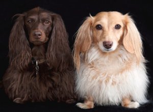 длинношерстная такса