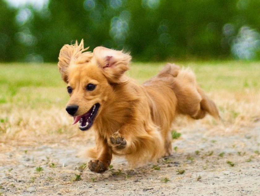 длинношерстные таксы