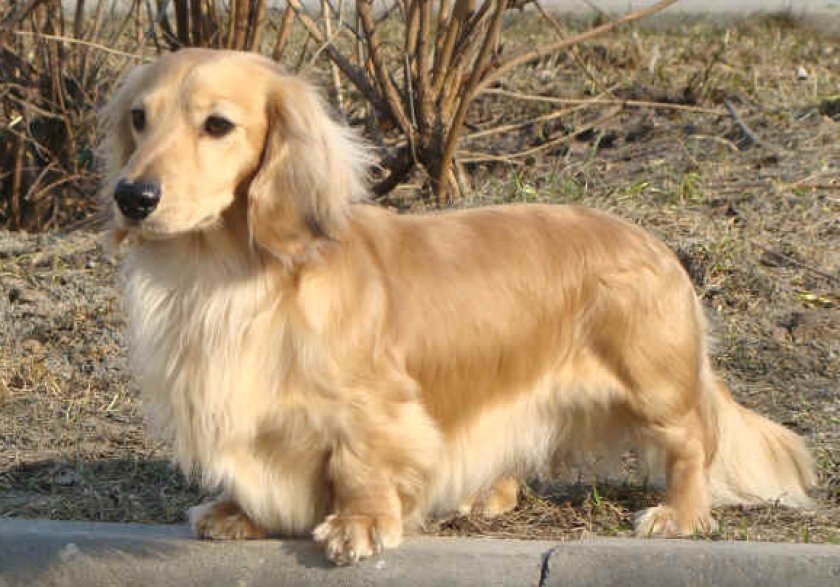 длинношерстные таксы