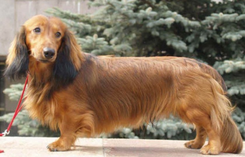 длинношерстные таксы