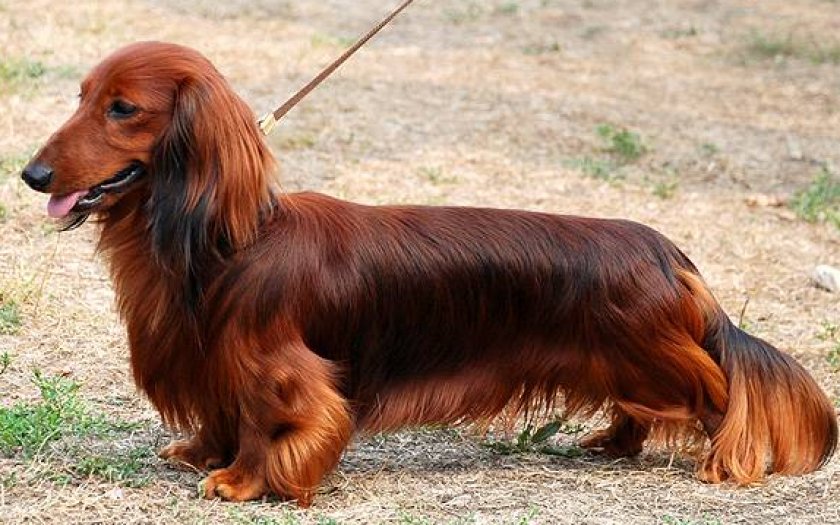 длинношерстные таксы