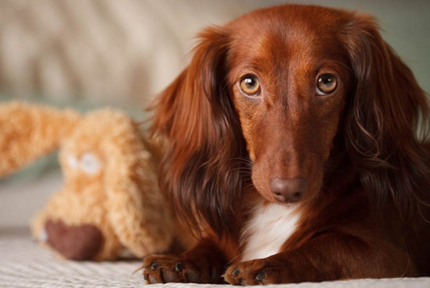 длинношерстные таксы