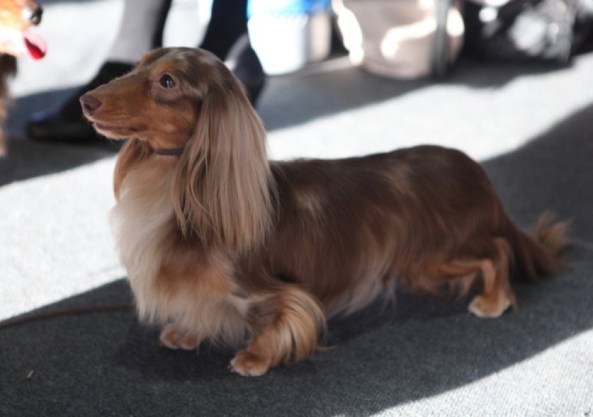 длинношерстные таксы