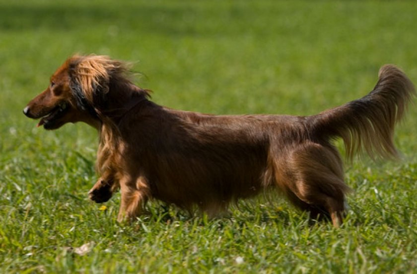 длинношерстные таксы