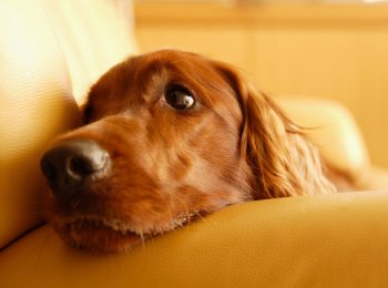 Уход за органами зрения лучшего друга человека