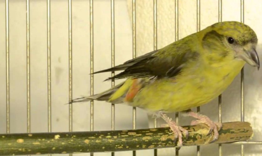 Клест в домашних условиях Клест в домашних условиях