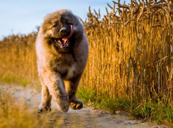 Особенности ухода за щенками кавказской овчарки с первых дней жизни