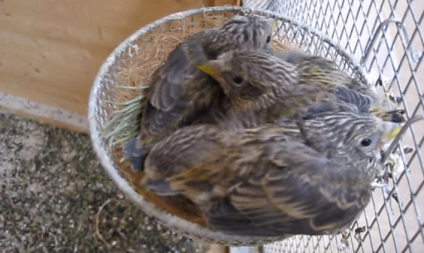 Птенцы клеста Птенцы клеста