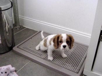 Основные виды и критерии выбора лотка для собаки