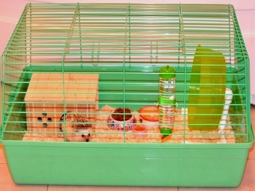 Клетка Клетка